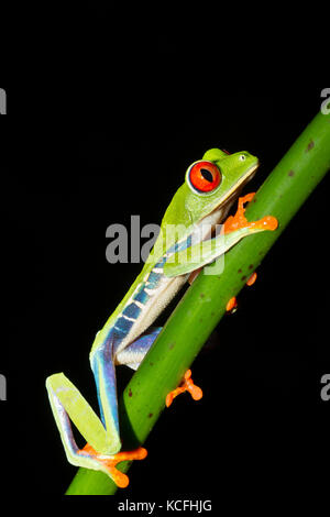 red-eyed tree frog, Agalychnis callidryas, perched in a tree branch in a jungle in Costa Rica, Central America