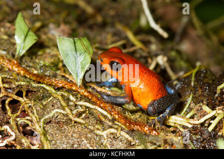 Strawberry poison dart frog, Oophaga pumilio Costa Rica, Central America, Stock Photo