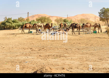 Camels eat hay. Erg Chebbi Sand dunes in Sahara Desert near Merzouga, Morocco Stock Photo