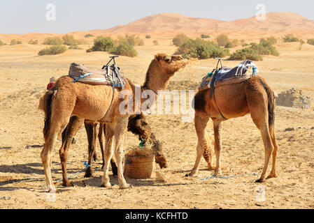 Camels eat hay. Erg Chebbi Sand dunes in Sahara Desert near Merzouga, Morocco Stock Photo