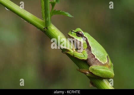 European tree frog (Hyla arborea) on a green plant Stock Photo