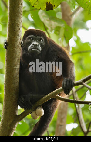Black Howler Monkey, Alouatta palliata, Costa Rica, Central America Stock Photo