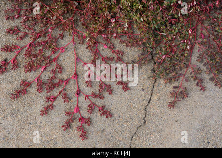 Pink red weeds growing from side of cracked concrete Stock Photo