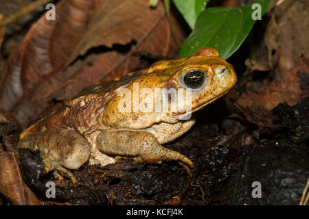 Cane toad, Bufo marinus, Amazon Rainforest, Ecuado, Costa Rica, Central America Stock Photo