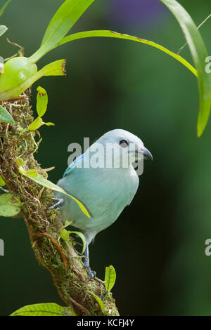 Blue-grey tanager, Thraupis episcopus, Costa Rica, Central America Stock Photo