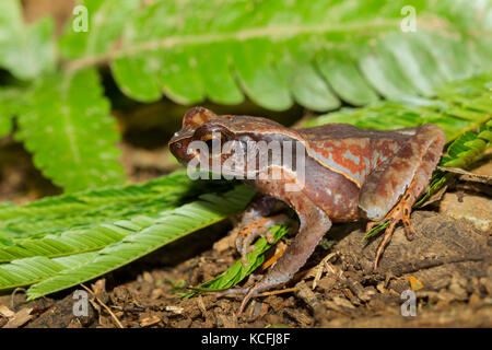 Litter Toad, Rhaebo haematiticusamphibian, Central America, Costa Rica Stock Photo
