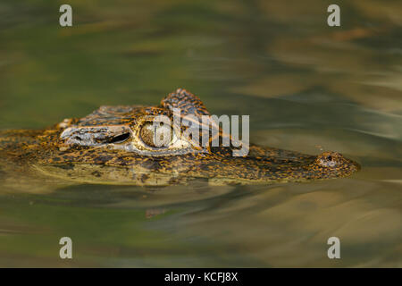 Spectacled Caiman, Caiman crocodilus, Central America, Costa Rica, reptiles Stock Photo