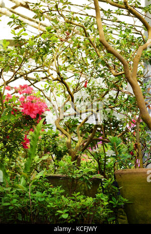 Rhododendron flowers and tropical plants grows in a vintage greenhouse. Fresh green plants in a vintage ceramic pots covered by moss Stock Photo