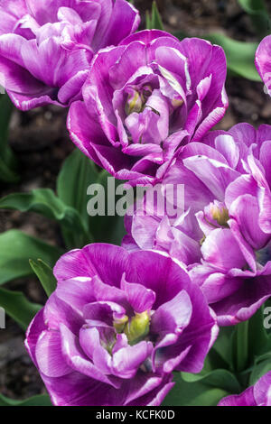 Flowering Tulips garden, Tulipa Purple Tulips ' Blue Diamond ' Tulip, Peony-flowered Tulip Stock Photo