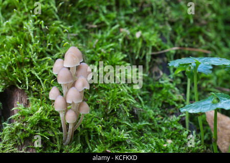 Oak Bonnet fungi (Mycena inclinata) on an old stump, close up Stock Photo