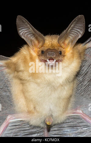 Pallid Bat, , Antrozous pallidus, Okanagan, British Columbia, Canada, Okanagan Stock Photo