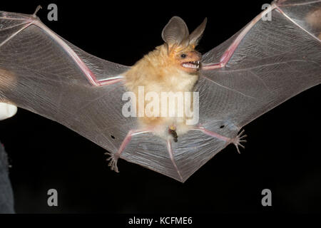 scientist holding up Pallid Bat,  Antrozous pallidus, Okanagan, British Columbia, Canada, Okanagan Stock Photo