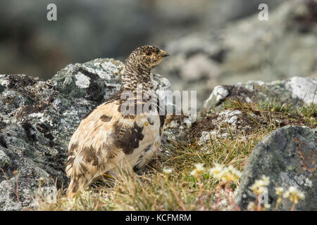 White-tailed Ptarmigan, Lagopus leucura, Alaska, Tundra, USA, Stock Photo
