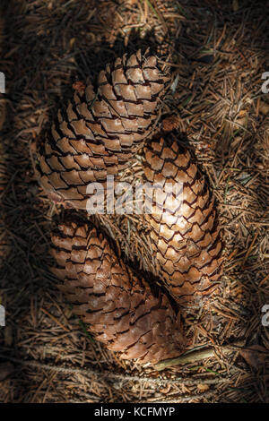 Three brown fir cones on a brown  fir needles background Stock Photo