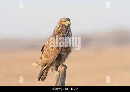 Common Buzzard Buteo buteo Hortobagy National Park Hungary winter Stock Photo