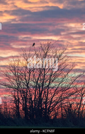 Carrion Crow Corvus corone silhouetted at dusk Cley Norfolk January Stock Photo