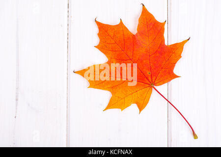 Dry colored maple leaves against white boards Stock Photo