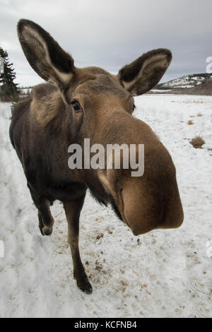Moose, Alces alces, Yukon, British Columbia, Canada Stock Photo