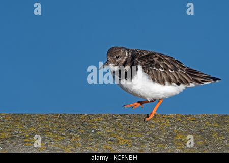 Turnstone (Ruddy Turnstone) Arenaria interpres winter plumage Sheringham Norfolk January Stock Photo