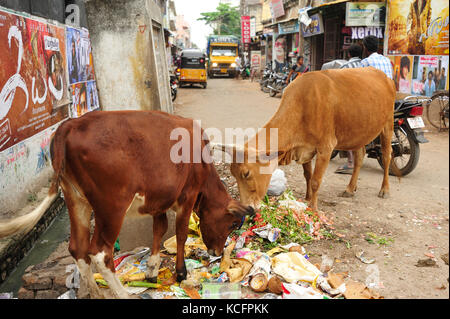 cows eating garbage on the street, Chidambaram, Tamil Nadu, India Stock Photo