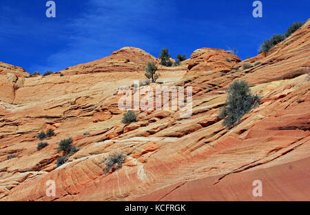 The colorful rock waves in the Paria Canyon section of the Vermillion Cliffs area of the Utah desert Stock Photo