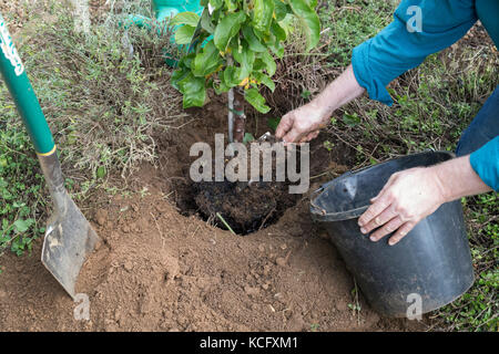 Malus domestica ‘Blue moon’. Gardener planting a Cordon Apple ‘Blue Moon’ Starline columnar apple tree in an english garden. UK Stock Photo