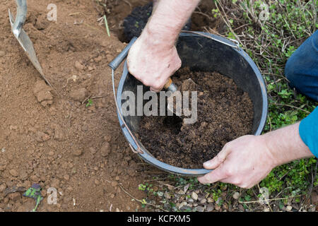 Malus domestica ‘Blue moon’. Gardener mixing compost and soil before planting a Cordon Apple ‘Blue Moon’ columnar apple tree in an english garden. UK Stock Photo