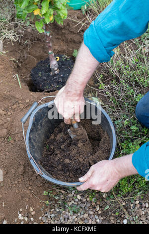 Malus domestica ‘Blue moon’. Gardener mixing compost and soil before planting a Cordon Apple ‘Blue Moon’ columnar apple tree in an english garden. UK Stock Photo