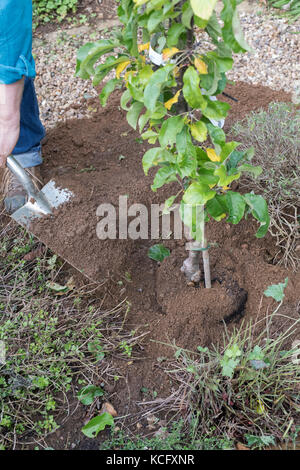 Malus domestica ‘Blue moon’. Gardener planting a Cordon Apple ‘Blue Moon’ Starline columnar apple tree in an english garden. UK Stock Photo
