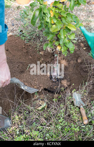 Malus domestica ‘Blue moon’. Gardener planting a Cordon Apple ‘Blue Moon’ Starline columnar apple tree in an english garden. UK Stock Photo