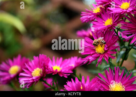 European honey bee taking pollen and nectar from a cluster of pink Michaelmas daisies, with copy space Stock Photo