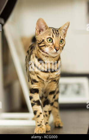 Bengal cat breed at the age of 5 months has been on the table Stock Photo