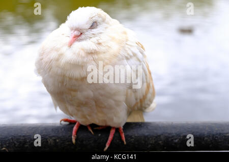 Funny white creamy pigeon sleeps with closed eyes near the water in the park, close up view Stock Photo