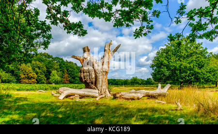Upright dead tree trunk in a meadow surrounded by trees in summer in the English countryside, Richmond, UK Stock Photo