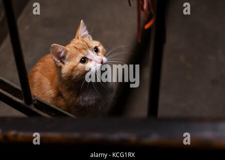 A stray cat in the stairwell Stock Photo