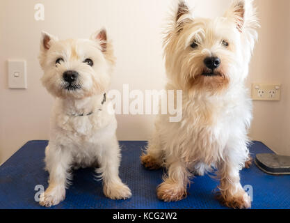 Two west highland white terrier westie dogs on grooming table, one dog has had haircut, other is scruffy and dirty Stock Photo