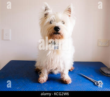 Scruffy dirty west highland white terrier westie dog on grooming table with scissors Stock Photo