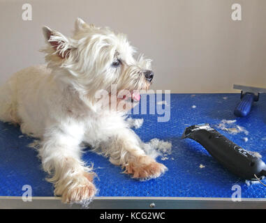 West highland white terrier westie dog mid groom on grooming table with clippers and fur Stock Photo