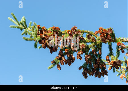Pine cones growing on spruce tree Stock Photo