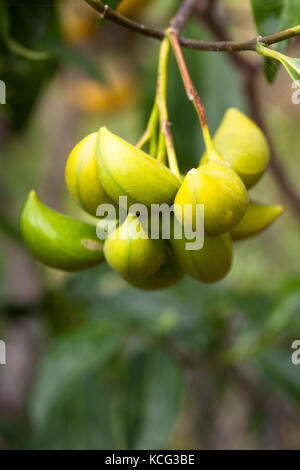 Windmill Bush (Tabernaemontana pandacaqui) ripening fruit. Lower Daintree. Daintree National Park. Queensland. Australia. Stock Photo