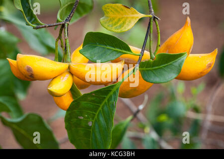 Windmill Bush (Tabernaemontana pandacaqui) ripe fruit. Lower Daintree. Daintree National Park. Queensland. Australia. Stock Photo