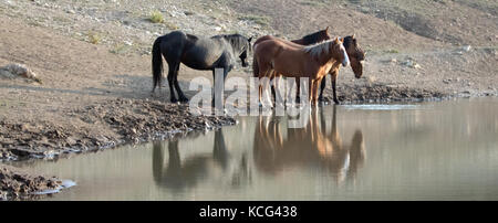 Small band / herd of wild horses drinking at the waterhole in the Pryor Mountains Wild Horse Range in Montana United States Stock Photo