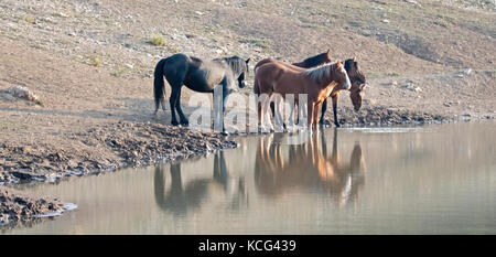 Small band / herd of wild horses drinking at the waterhole in the Pryor Mountains Wild Horse Range in Montana United States Stock Photo