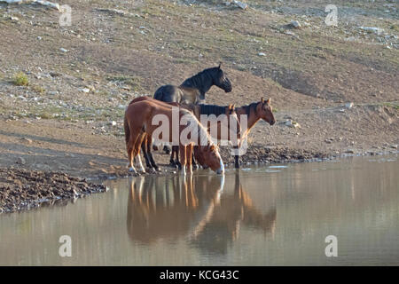 Small band / herd of wild horses drinking at the waterhole in the Pryor Mountains Wild Horse Range in Montana United States Stock Photo