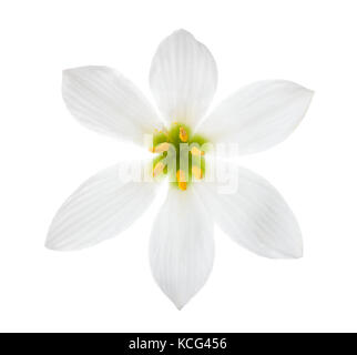 Close-up of white lily (autumn zephyrlily)  isolated on a white background. Zephyranthes candida Stock Photo