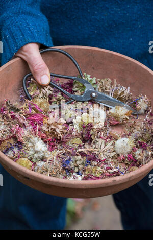 Callistephus chinensis. Gardener holding a bowl with Aster giant single andrella mixed seeds, dead heads, cut flowers and a pair of flower scissors Stock Photo