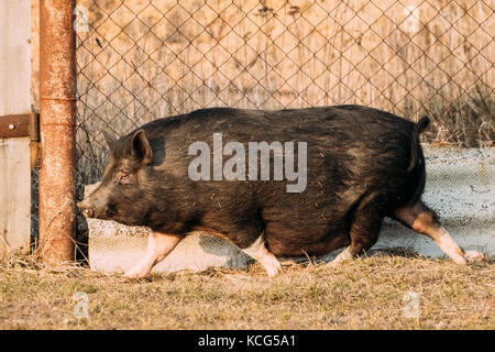 Household Black Pig Running In Farm Yard. Pig Farming Is Raising And Breeding Of Domestic Pigs. It Is A Branch Of Animal Husbandry. Pigs Are Raised Pr Stock Photo
