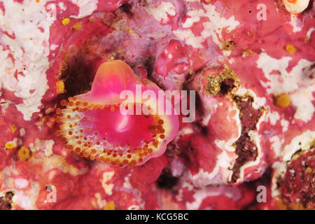 Single jewel anemone Corynactis australis on rock covered with pink coralline algae. Stock Photo