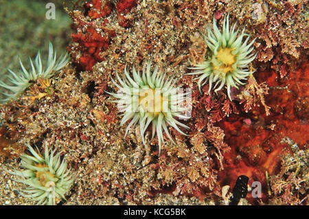 White striped anemones Anthothoe albocincta on rock covered with short red and brown algae. Stock Photo