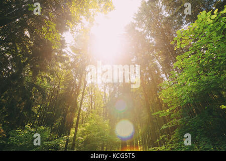 Sun Shining In Summer Forest Through Canopy Of Tall Trees. Looking Up In Summer Mixed Forest Trees Woods To Canopy. Bottom View Wide Angle Background. Stock Photo